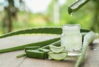 Où placer un aloe vera dans la maison ? Les pièces idéales pour cette plante