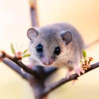 Que mange un loir dans une maison ? Son régime alimentaire et les mesures de protection