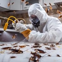 Combien de temps dure une désinsectisation de cafards ? Réponse détaillée