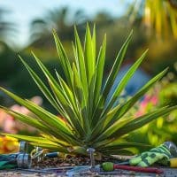 Gérer efficacement la maladie du yucca d&rsquo;extérieur en jardin.