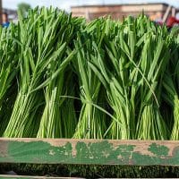 Découvrez où trouver de l&rsquo;herbe Luisa près de chez vous