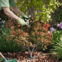 Tailler les photinias : quand et comment procéder