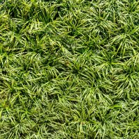 Zoom sur la nouvelle tendance de mur artificiel végétal pour intérieur