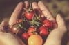Pourquoi cultiver les tomates dans son jardin ?
