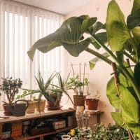 Les secrets des décorateurs pour transformer un appartement en oasis urbaine