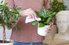 Bien réussir l&rsquo;arrosage de l&rsquo;alocasia pour une plante en pleine forme