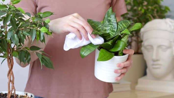 Bien réussir l&rsquo;arrosage de l&rsquo;alocasia pour une plante en pleine forme