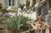 Entretenir les iris : soins toute l&rsquo;année et après floraison