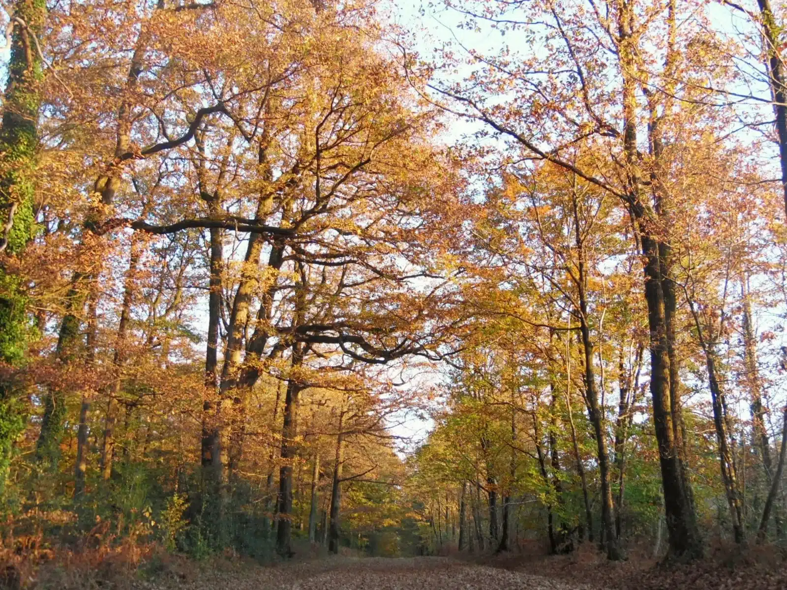 Sentier forestier ombragé longeant une rivière dans la forêt vendéenne